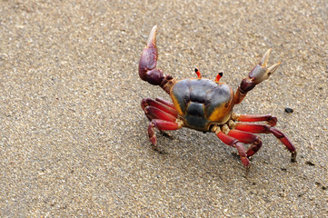 The colorful land crab Gecarcinus quadratus, also known as the halloween crab, makes its way along Paloma Beach in Costa Rica.