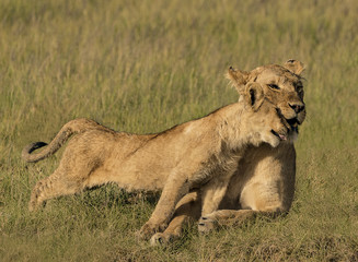 Fototapeta na wymiar Purrr... - A lion cub snuggles and cuddles up to mother lion and seems content. Serengeti National Park, Ngorongoro Conservation Area, Tanzania. Africa. 