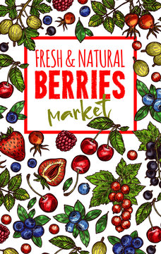 Natural fresh berries sketch vector poster