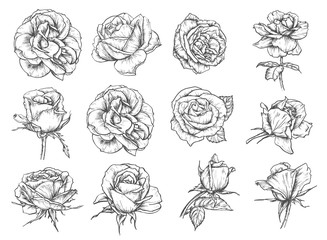 Vector flowers roses sketch icons - obrazy, fototapety, plakaty