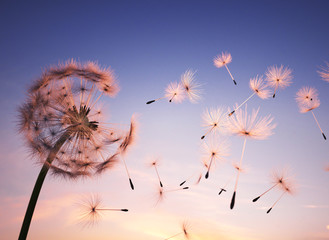 Dandelion seeds in the air