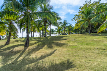 Fototapeta na wymiar Landscape of green grass field and coconut trees under blue sky