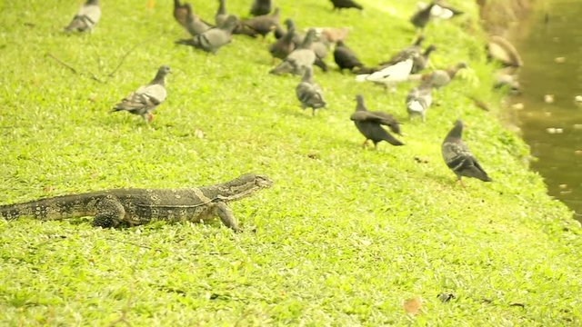 Monitor lizard hunting pigeons in park super slow motion
