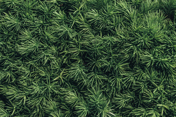 Naklejka na ściany i meble full frame image of pine tree needles background