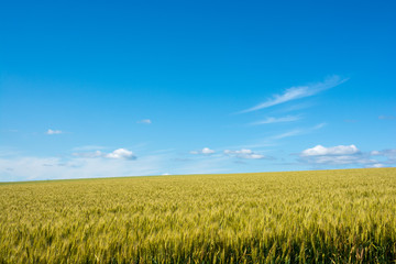 夏の青空とムギ畑