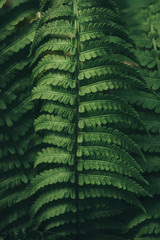closeup shot of fern leaves background