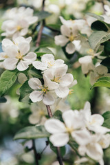 close up view of apple tree bloom with leaves