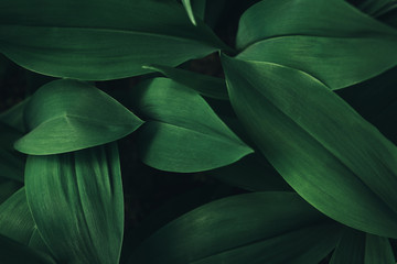 Fototapeta na wymiar full frame image of plant leaves background