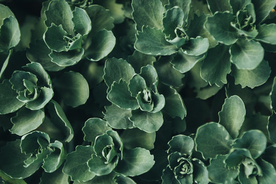 Full frame image of succulents leaves background