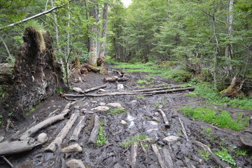 floresta caminho lama trilha