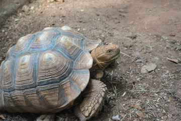 Brown turtles on the soil