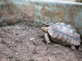 Brown turtles on the soil