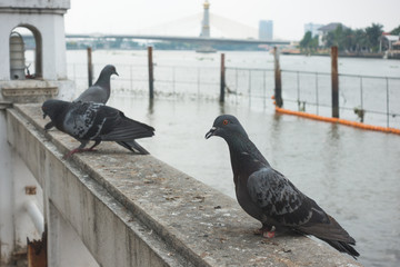 Obraz premium Pigeon legs are not good standing waiting for food.