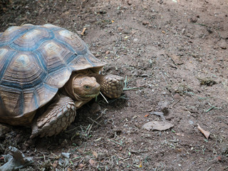 Brown turtles on the soil