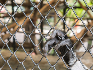 Monkey is trapped in a cage.