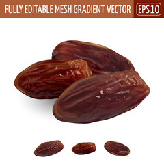 Date fruit, on white background. Vector illustration