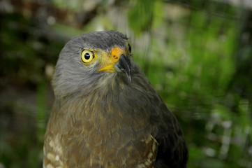 A Road-side Hawk perched at the Toucan Rescue Ranch, a wildlife rescue facility in San Isidro de Heredia, Costa Rica.
