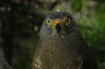 A Road-side Hawk perched at the Toucan Rescue Ranch, a wildlife rescue facility in San Isidro de Heredia, Costa Rica.