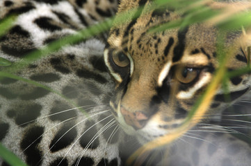 Felicia, an Ocelot, spies through brush at Toucan Rescue Ranch, a wildlife rescue facility in San Isidro de Heredia, Costa Rica. © Kim