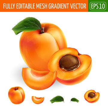 Apricot on white background. Vector illustration