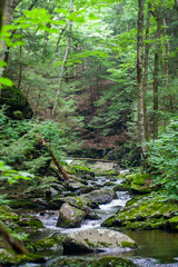 Fototapeta na wymiar Creek Flowing Through Rock in Dense Forest