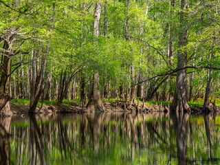 Fototapeta na wymiar Tree Lined Banks of Cedar Creek, Congaree National Park