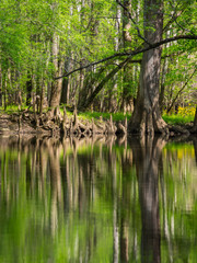 Obraz premium Tree Lined Banks of Cedar Creek, Congaree National Park