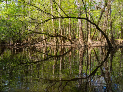 Tree Lined Banks of Cedar Creek, Congaree National Park