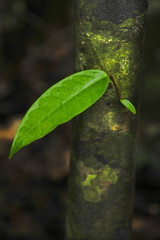 A close up of a leaf growing on a tree in Costa Rica's Tirimbina Biological Reserve.