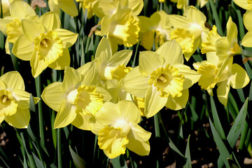 Obraz premium Narzisse Pistachio (Narcissus, Amarylli daeceae), Blüten im Frühling, Frühlingsblumen