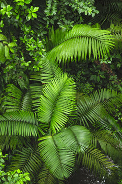 Palm fronds as seen from the rainforest hiking trail at the Trimbina Biological Reserve.