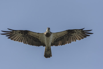 Osprey (Pandion haliaetus) In Flight.