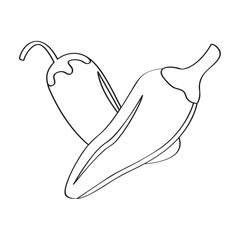 Chili pepper sketch