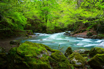 Fototapeta premium 初夏