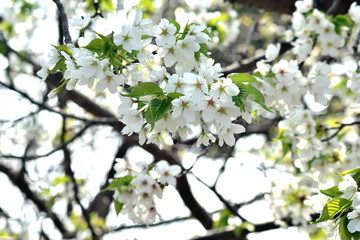 大島桜 白い花と新緑