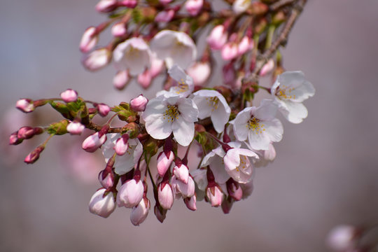 咲き始めの桜