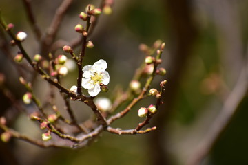 最初に咲いた梅