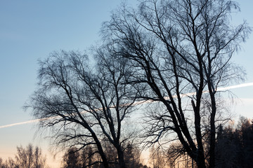 Tree silhouettes after sunset at countryside