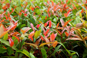 green and red leaves in pattern / Natural Pattern Background