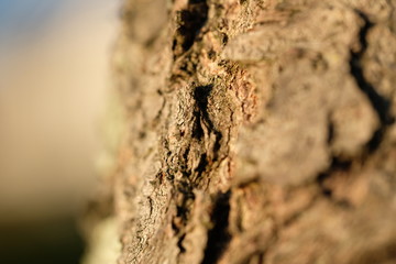 Tree bark