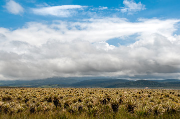 Los Paramos in Colombia is one of the most important water sources that is fundamental for the conservation of the environment and lives in different areas of the country. Cauca Colombia