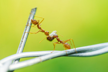 ants carrying food on wire