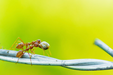ants carrying food on wire