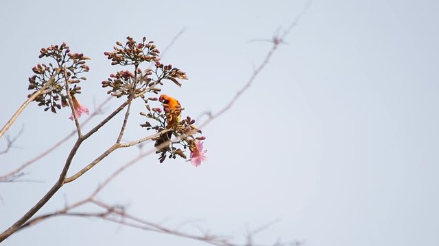 Icterus eating fresh flower buds from a tree