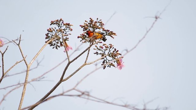 Streak-backed oriole feeding on pink poui tree flowers