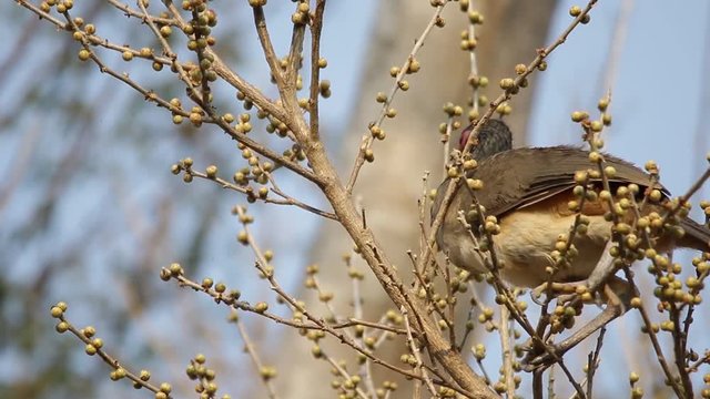 West mexican chachalaca feeding on Ficus cotinifolia