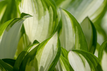 Green and white hosta leaves