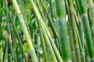 Obraz premium bamboo trees in garden