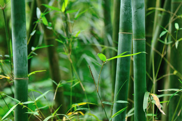 Fototapeta na wymiar bamboo trees in garden
