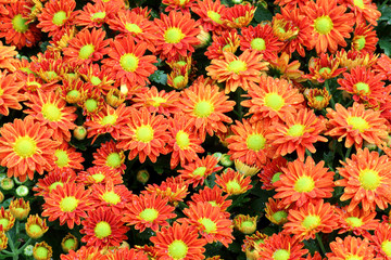 beautiful orange flower with water drops.